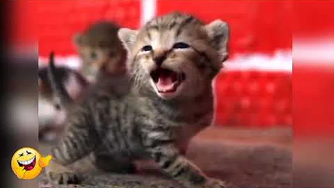 Video 1698841: kittens meowing compilation cute, meowing baby cat laugh, funny cats meow baby, cat amazing pet