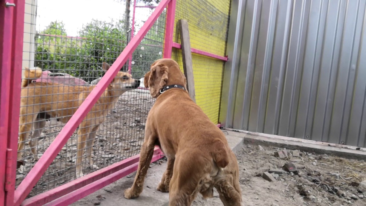 Спаниель Бим, джек рассел терьер Флай, метис Алиса