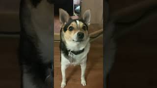 Funny Dog Reaction To Squeaky Toy