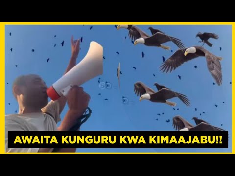 UTASHANGAZWA NA HILI KIJANA MWENYE UWEZO WA KUITA KUNGURU NA WAKAJA AFANYA MAAJABU ZNZ