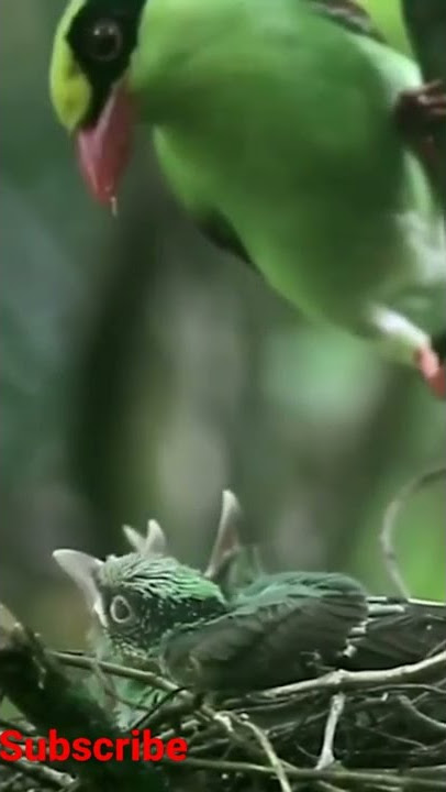 Anakan burung ekek keling dialam liar