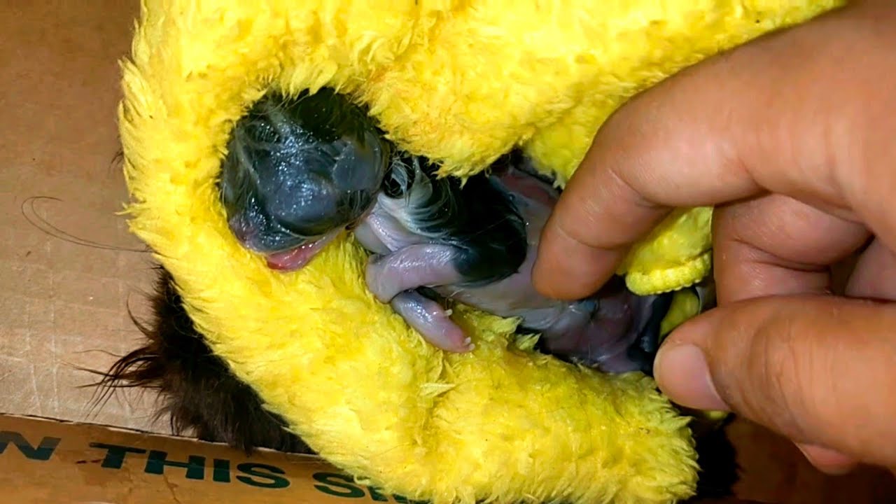 Kitten Born Dead😭Brought Back To Life😻catlovers YouTube