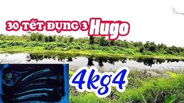 30 tết đụng toàn Huro | #câu cá lóc rừng U Minh Thượng | #@huukhuynhkiengiang (tập 68)