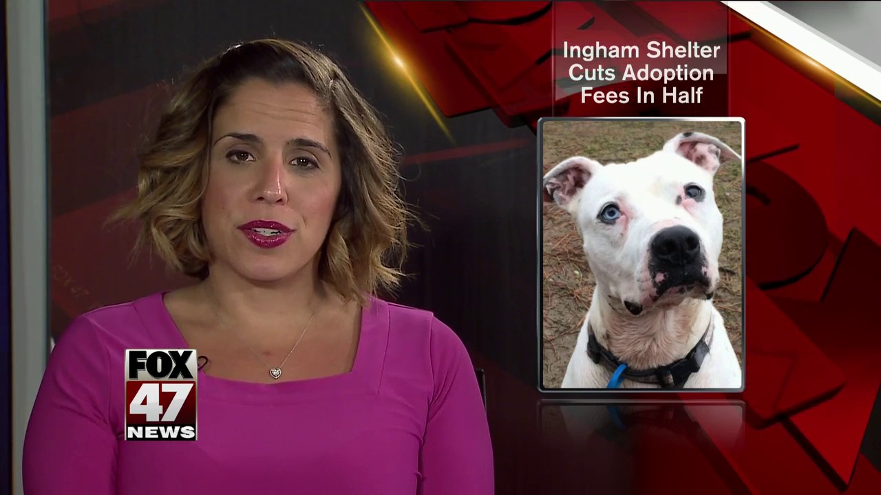 Animal shelter cuts dog adoption fees in half