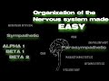 The organization of the Nervous system (Sympathetic, Alpha 1, Beta 1, Beta 2)