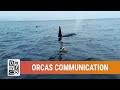 Communication attempt between Orcas and human | Kapr Divers | February 2017