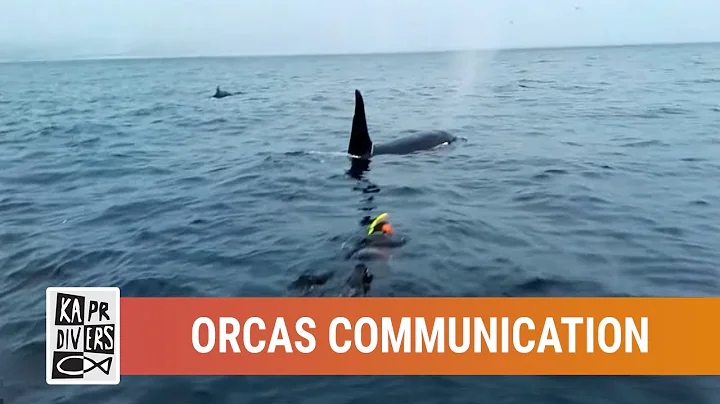 Communication attempt between Orcas and human | Kapr Divers | February 2017