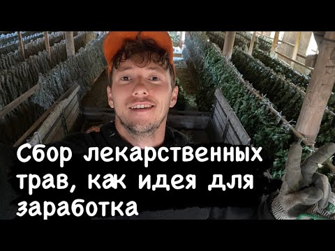 Бизнес без вложений|лекарственные травы|сбор трав