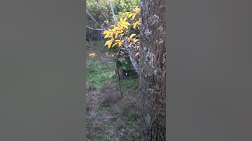 Whitetail Buck making a Rub on a Cedar Tree/ Pre-Rut