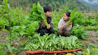 The wandering boy and the lost girl, Harvest vegetables to sell - Ly Dinh Quang