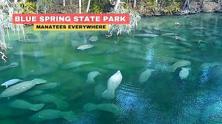 Blue Spring Florida Manatees State Park