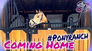 Lia & Alfi  Die Ponys und Dallas kommen nach Hause  Der Umzug