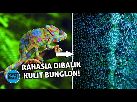 Akhirnya Terjawab! Kenapa Kulit Bunglon Bisa Berubah Warna? Ada Apa dibalik Kulit Bunglon?