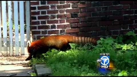 Rusty the red panda found in Adams Morgan