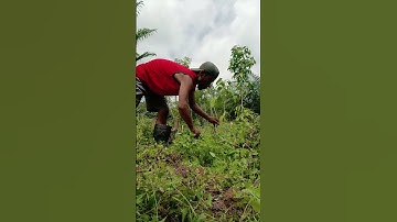 Harvesting cassava part 670 #shorts #farming #cassava #nature  #cassavaroots #cassavafarming