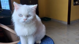 இனி ஒரு உயிர் போகாது 👍🙏😻 #cat #cats #persiancat #பூனை #tamil #catlover #catvideos #kitten #trending by Cat Paws 212 views 6 months ago 2 minutes, 20 seconds