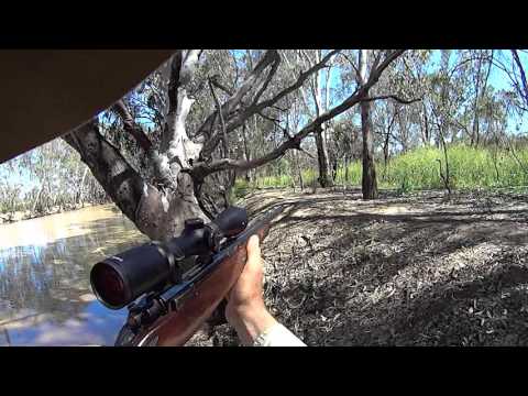 Hunting wild pigs with Stu - YouTube