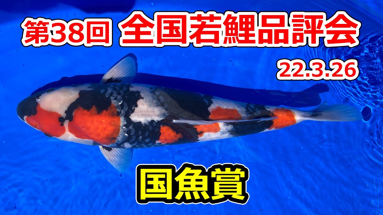錦鯉まとめて❗️ 国魚賞】第38回錦鯉全国若鯉品評会 2022年3月26、27日 - YouTube