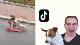 I Reacted to TikToks With My Dog