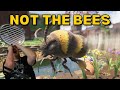 BEES - Barb Plays Grounded Longplay Part 8
