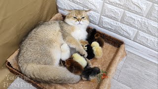 Scottish straight cat and Chicks🥰 by Funny Pets 916 views 11 months ago 2 minutes, 21 seconds