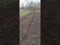 Разработал 7 соток целины под посадку малины.
