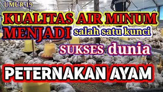 Perhatikan Kualitas Air Minum Jika Ingin Sukses Didunia Peternakan Ayam pejuangfcr
