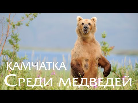 Как выжить среди медведей. Медведи Камчатки. South Kamchatka Reserve, brown bears