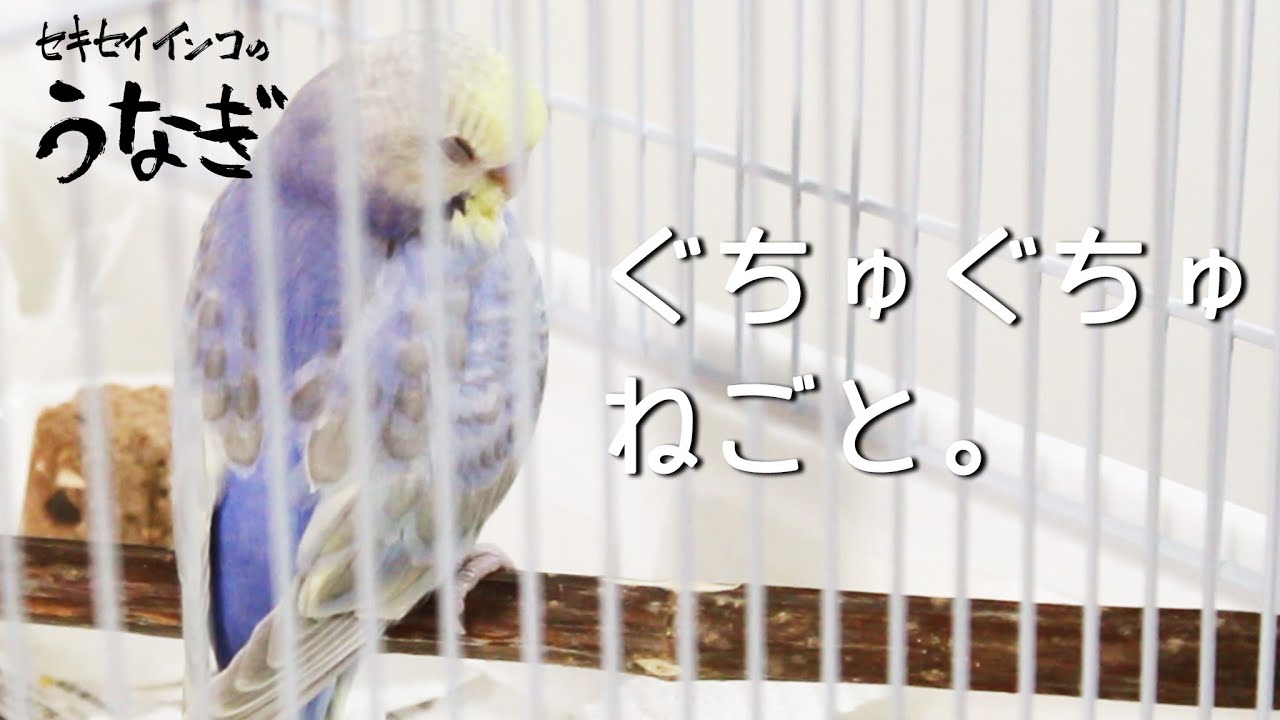 セキセイインコのうなぎさんの寝言さん Hypの勝手に語ろうか