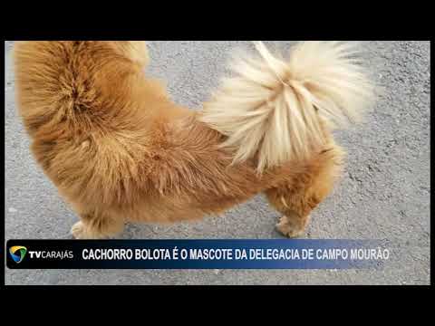 Cachorro bolota é mascote da delegacia de Campo Mourão