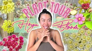 🌸🌺🌼Hoya Bloom Tour | 20+ Hoya Flowers | Secret Tips | Care Tips
