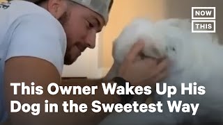 Watch This Blind and Deaf Dog Get Woken Up by Her Owner | NowThis