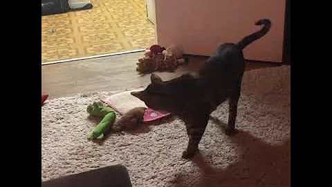 Watch the video about Bengal prey. Leo the Bengal cat #shorts