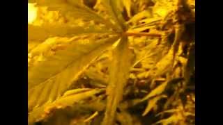 215 medical marijuana grow Platinum @ 6 weeks