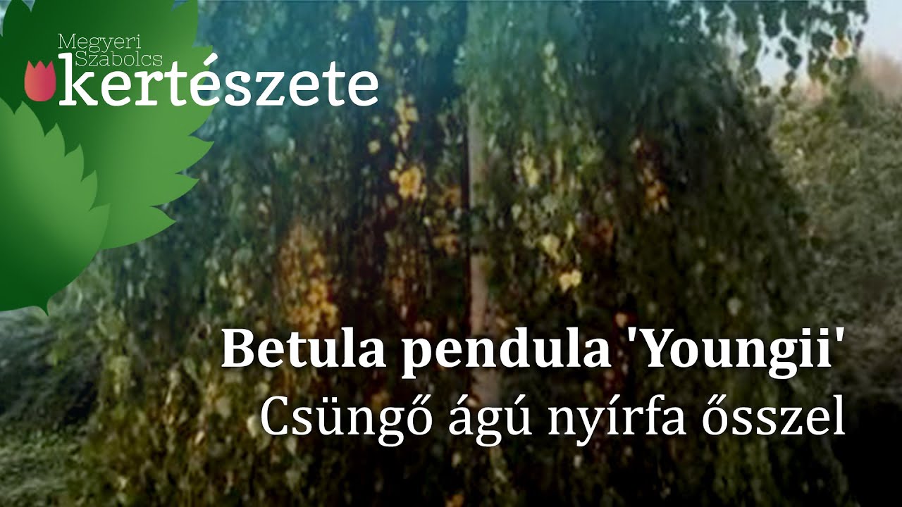 Közös kezelés a matsesta-on, A scleroderma népi jogorvoslatok kezelése - Gabonafélék