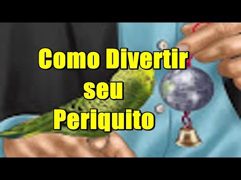 Vídeo: Como Brincar Com Um Periquito