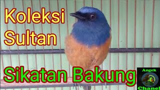 Suara Burung Sikatan Bakung