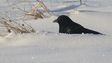 Snow Crow