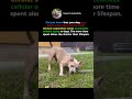 Your dog’s lifespan depends on THIS… #shorts