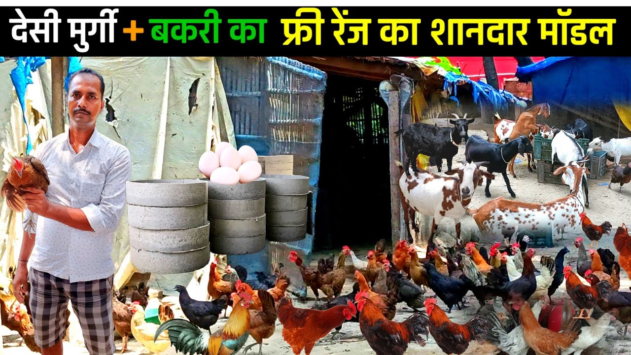 सोनाली मुर्गी + बकरी का शानदार फ्री रेंज मॉडल Sonalimurgi | Goatfarming