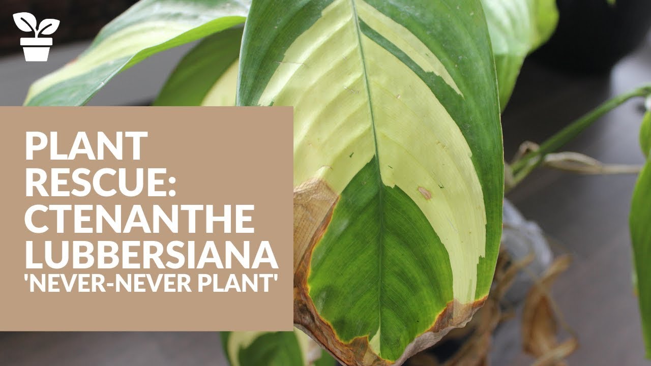 Never never plant. Ctenanthe lubbersiana. Спасение растений. Ктенанта сетоза на листьях липкий слой.