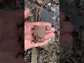 #mudlarking #shorts #bottles #lighters Mud Bagger on Bottle Beach.