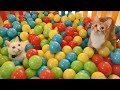 Two Cats and 500 Balls in a Ball Pit !!
