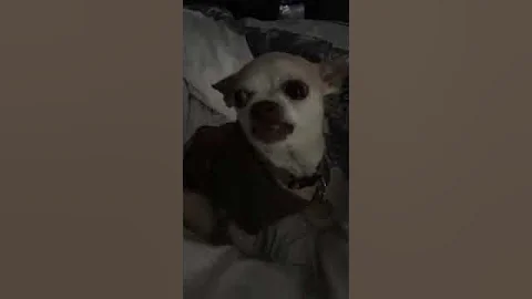 Chihuahua crazy