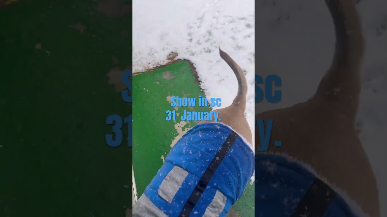 Кому наслаждение, кому снег не в радость. STELLA happy see show. #snow #puppy #cruisetour.