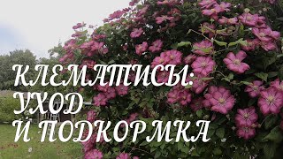 Клематисы: уход, подкормка, подготовка к зиме