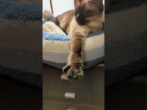 おてて猫 - Cat's paws - #Shorts