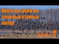 Охота на гусей на зеленых озимых полях пшеницы