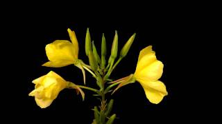Evening primrose time lapse
