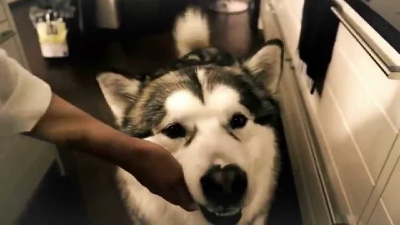 Корм для кошек и собак GINA супер премиум класса